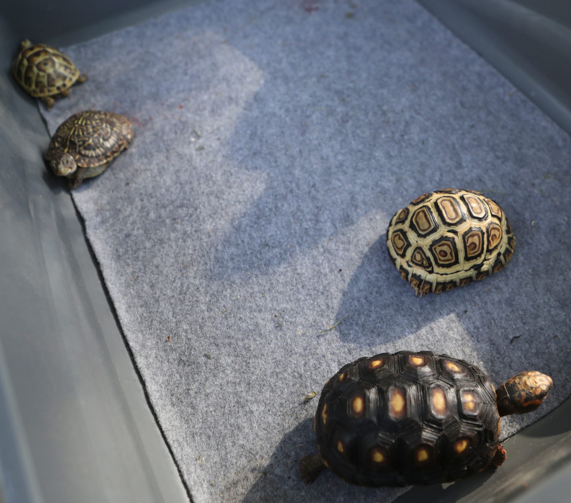 russian tortoise for sale craigslist